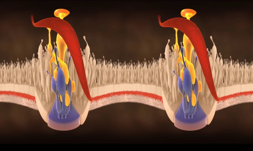 ozurdex virtual reality stereoscopic medical eye video
