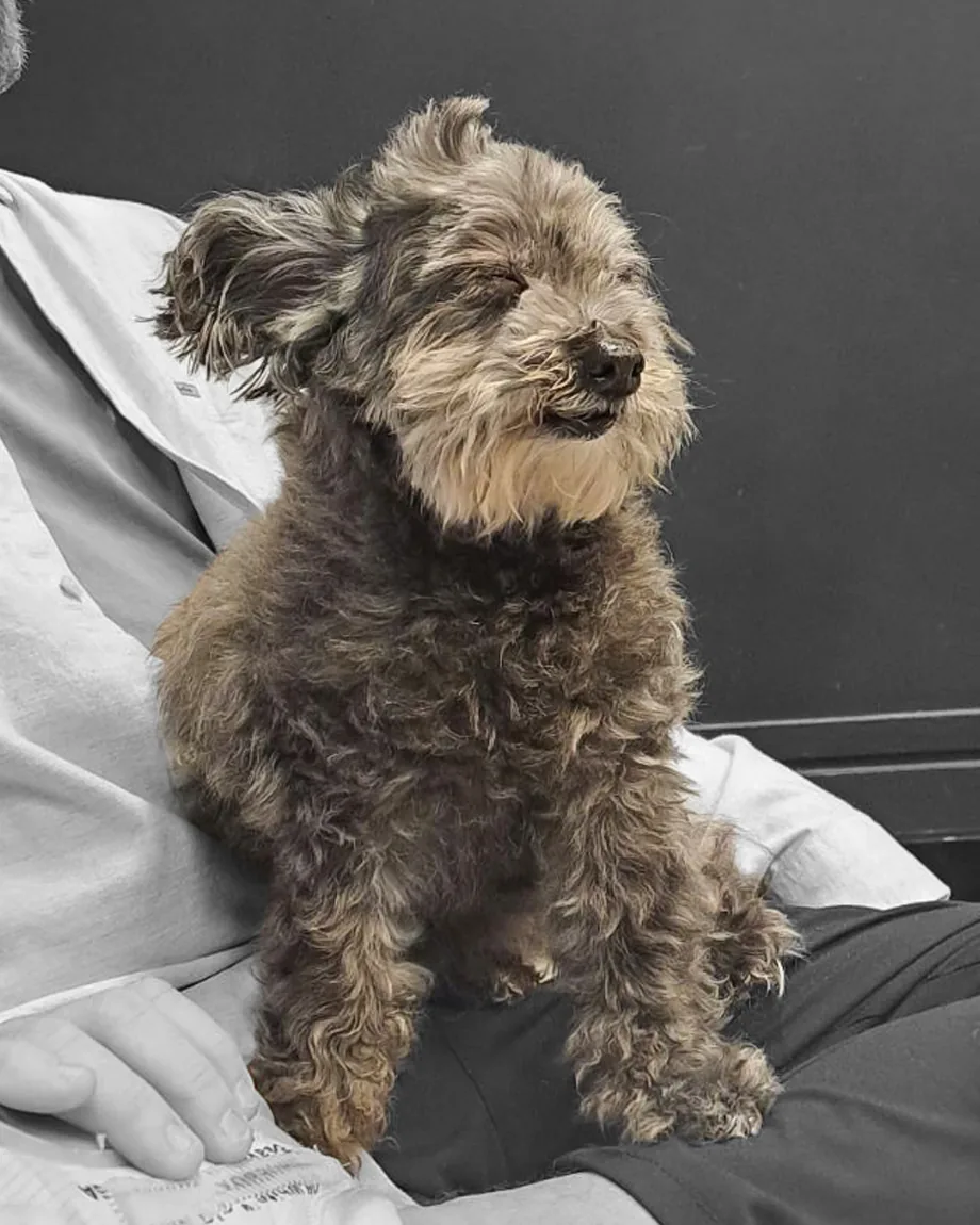 Hugo the studio dog, CMO (Chief Motivation Officer) at Viewport XR